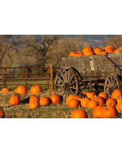 Yeele 10x8ft Autumn Harvest Festival Backdrop for Photography Fall Farm Wood Cart Hay Straw Photo Backdrop Thanksgiving Party Decoration Rural Village Background Cowboy Photo Shooting Studio Props