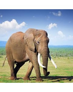 Yeele 6x6ft Elephant Backdrop Africa Grassland Wildlife Animal Safari Zoo Background for Photography Outdoors Scenery Kid Adult Photo Booth Shoot Vinyl Studio Props