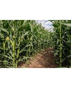 Yeele 5x3ft Green Corn Field Maze Backdrop Rural Farm Crop Plant Cultivation Natural Scenery Photography Background Countryside Farmland Photo Booth Shoot Studio Props