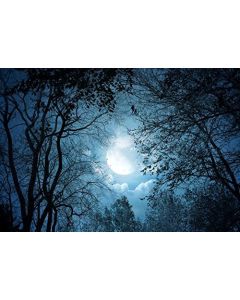 Yeele 7x5ft Forest Night View Backdrop Night Sky Moon Moonlight Tree Photography Background Pictures Baby Girl Boy Adult Portrait Photo Booth Vinyl Wallpaper Photocall Studio Props