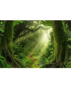 Yeele 10x8ft Tropical Jungle Backdrop for Photography Wet Fog Tropical Forest Moss Sunshine Background Natural Landscape Kids Adult Photo Booth Shoot Vinyl Studio Props